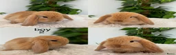 Mini Lop rabbits for sale: pure Mini lop babies  - Advert 3