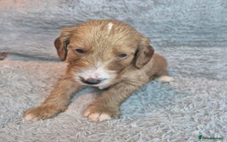 Irish Doodle dogs for sale: Toy Irish Doodle Puppies For Sale  - Image 16