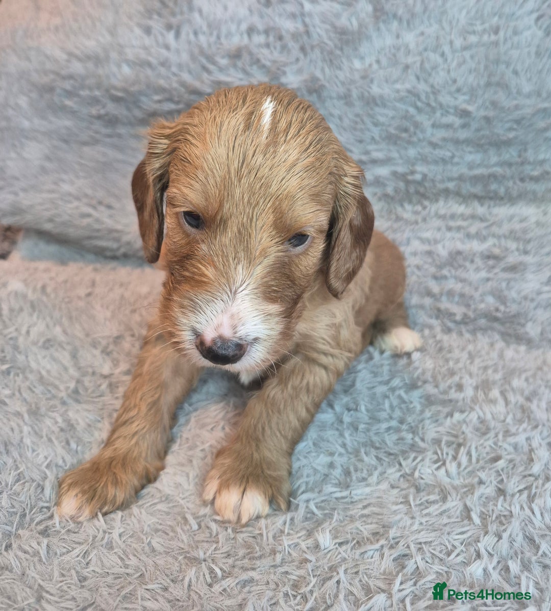 Irish Doodle dogs for sale: Toy Irish Doodle Puppies For Sale  - Image 16