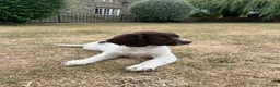English Springer Spaniel dogs for sale: Springer Spaniels - Advert 7