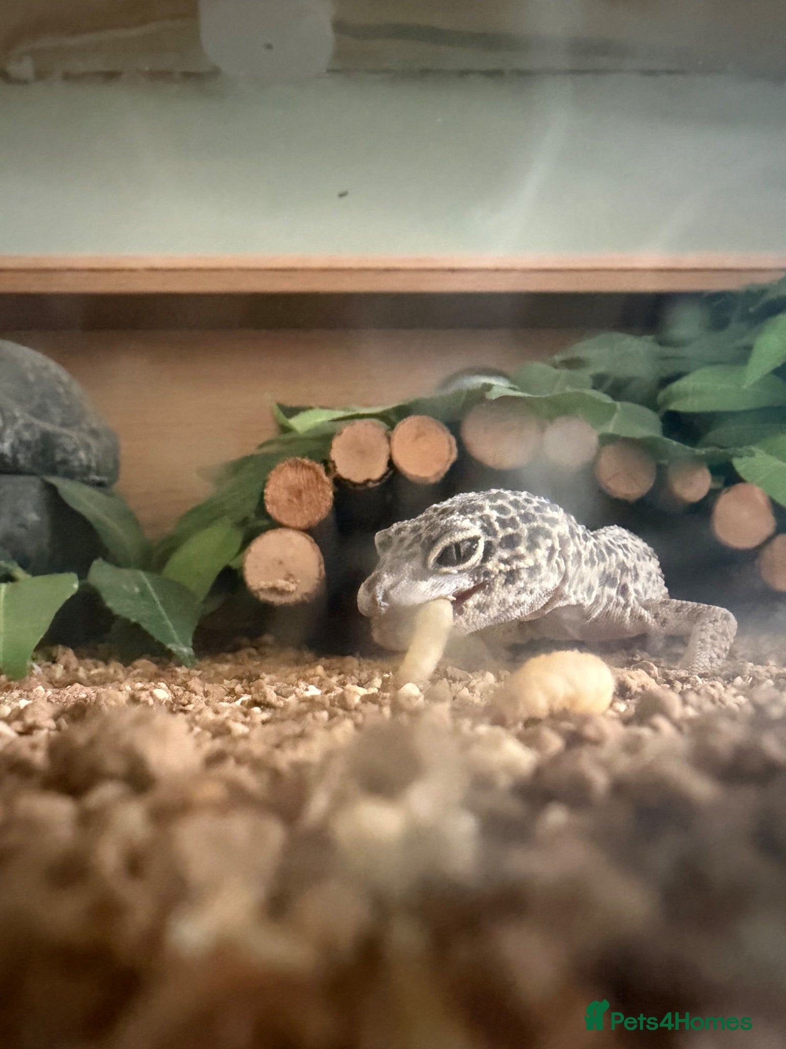 Gecko reptiles Leopard geko for sale - Advert 1