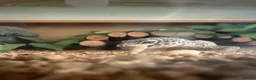Gecko reptiles for sale: Leopard geko for sale in Ferryhill - Advert 1