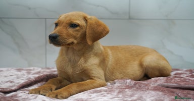 Labrador Retriever dogs - Advert 2