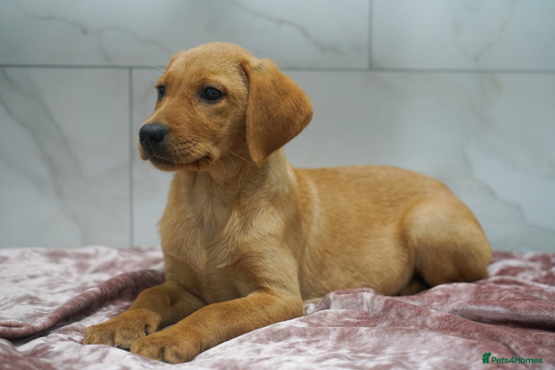 Labrador Retriever dogs for sale: Exceptional Health Tested KC Labrador Puppies - Image 2