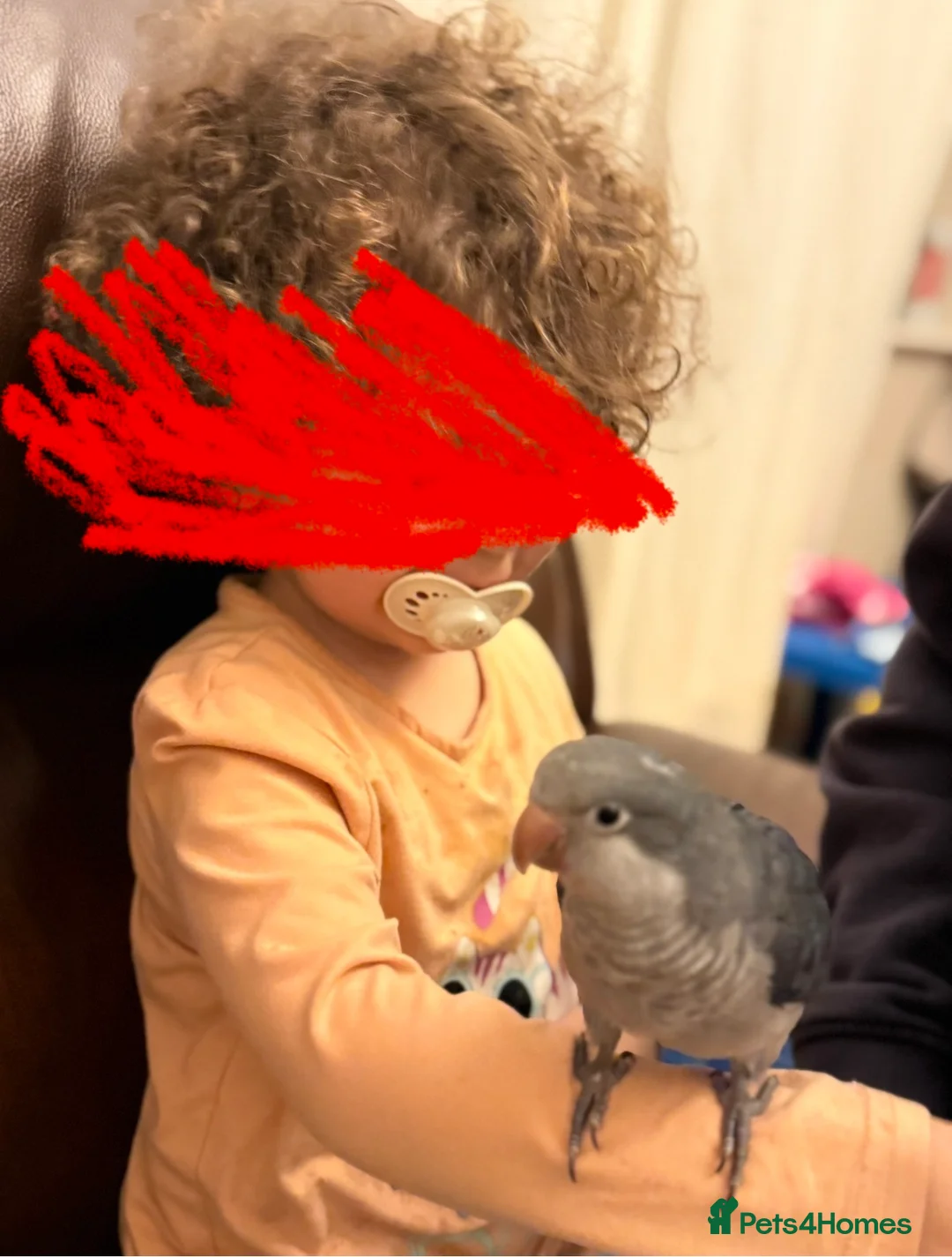 Parakeets birds for sale: Quaker Female Baby Handreared - Advert 4