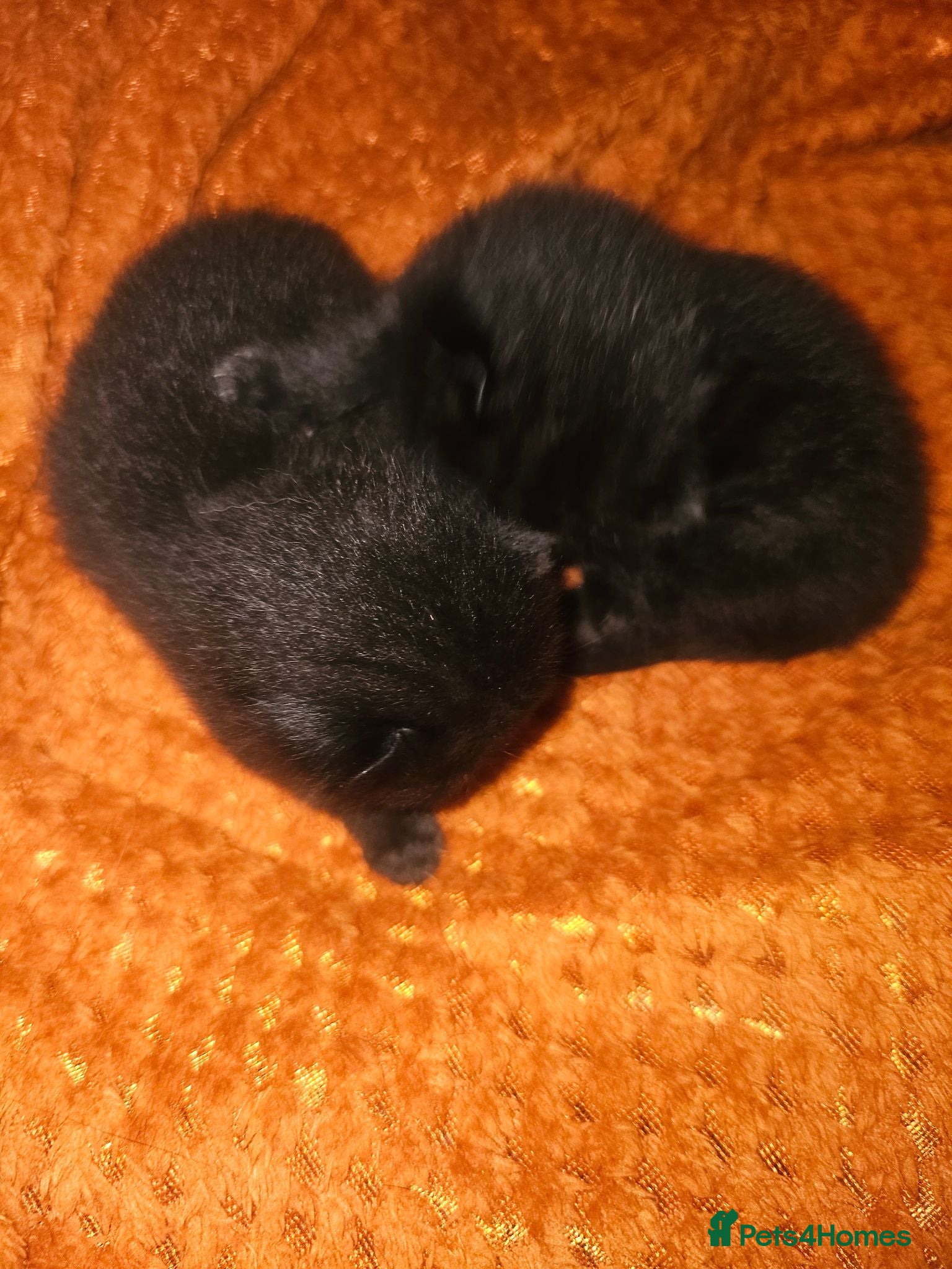 Mixed Breed cats 2 gorgeous black kittens  - Advert 3