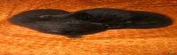 Mixed Breed cats for sale: 2 gorgeous black kittens  - Advert 1