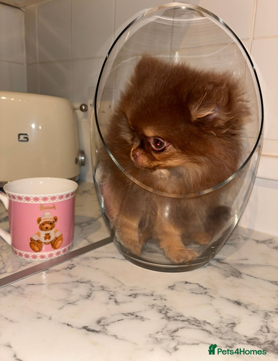 Pomeranian dogs for sale: Miniature Female  **  Pomeranian ‼️💗 - Advert 6