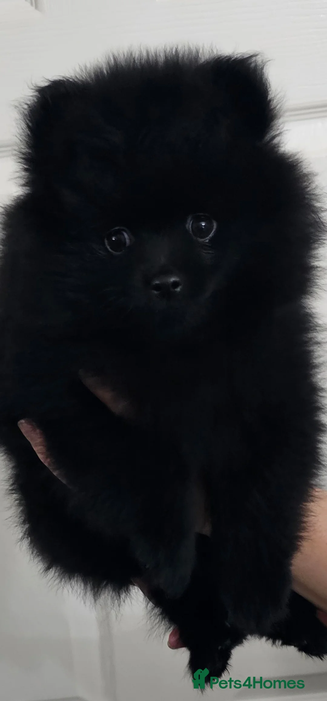 Pomeranian dogs for sale: 3 KC HANDSOME POMERANIAN BOYS - Advert 16