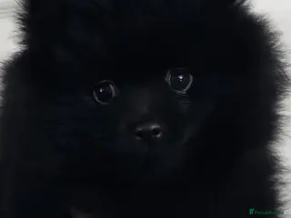 Pomeranian dogs 3 KC HANDSOME POMERANIAN BOYS - Advert 4