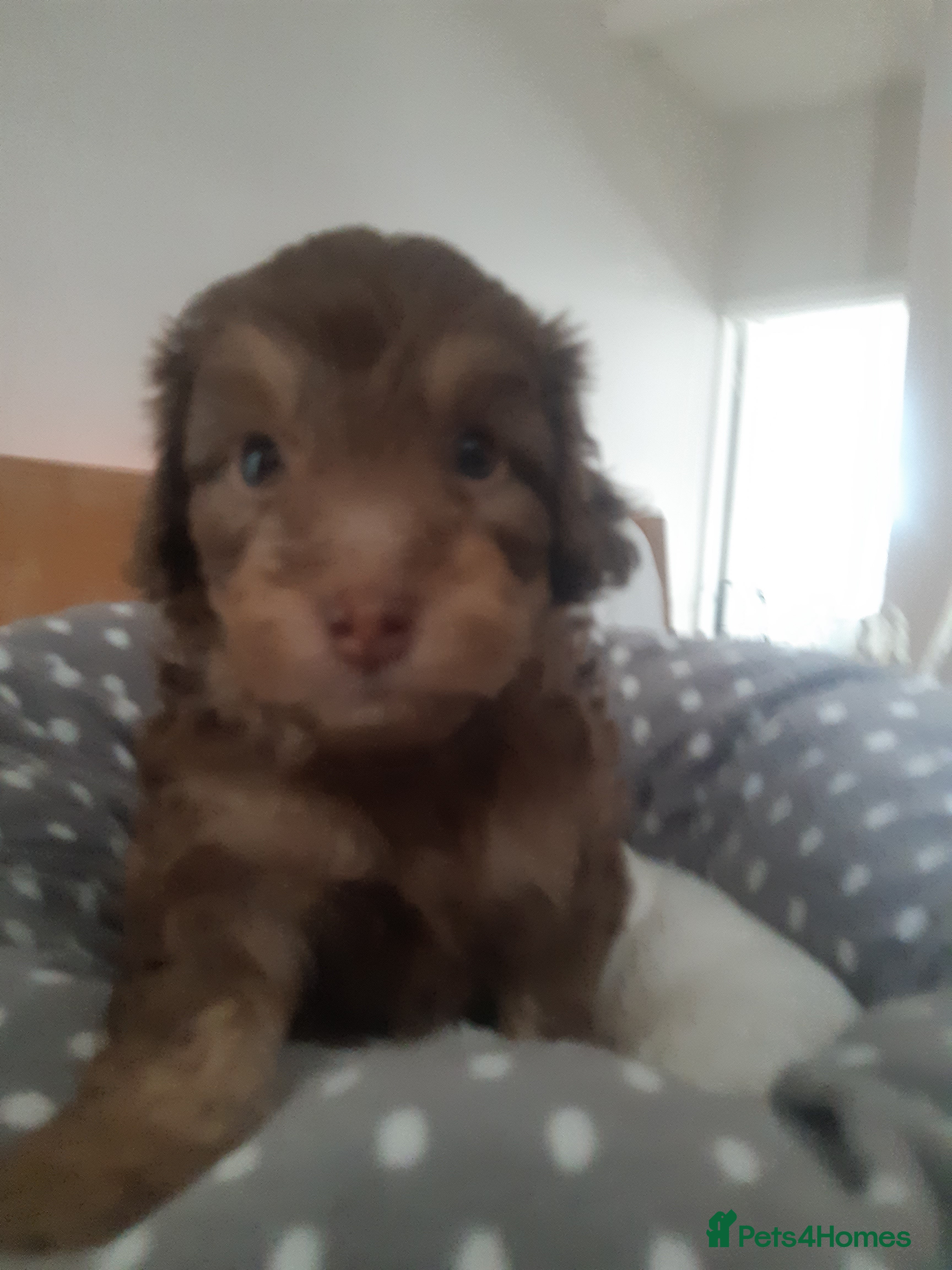 Cockapoo dogs LYNJONBORNS BEAUTIFUL COCKAP00 PUPPYS - Advert 2