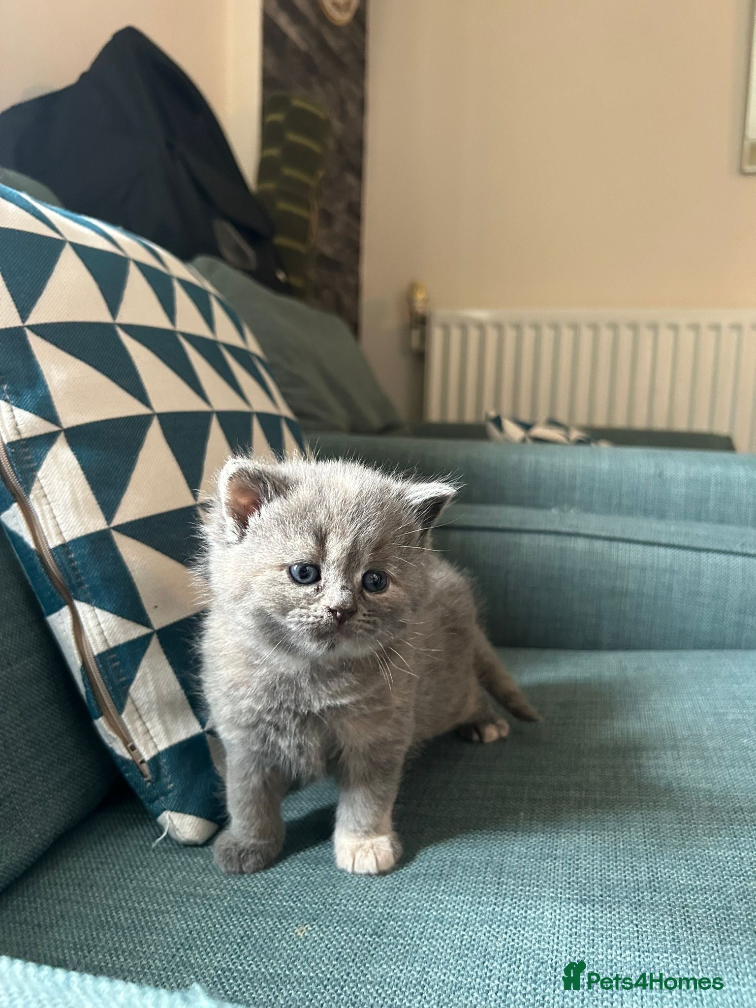 British Shorthair cats 4 adorable kittens remaining ready for a new home - Advert 1