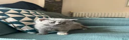 British Shorthair cats for sale: 4 adorable kittens remaining ready for a new home - Advert 1