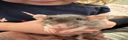 Rat rodents for sale: Five Exceptionally Friendly Dumbo rats  - Advert 9
