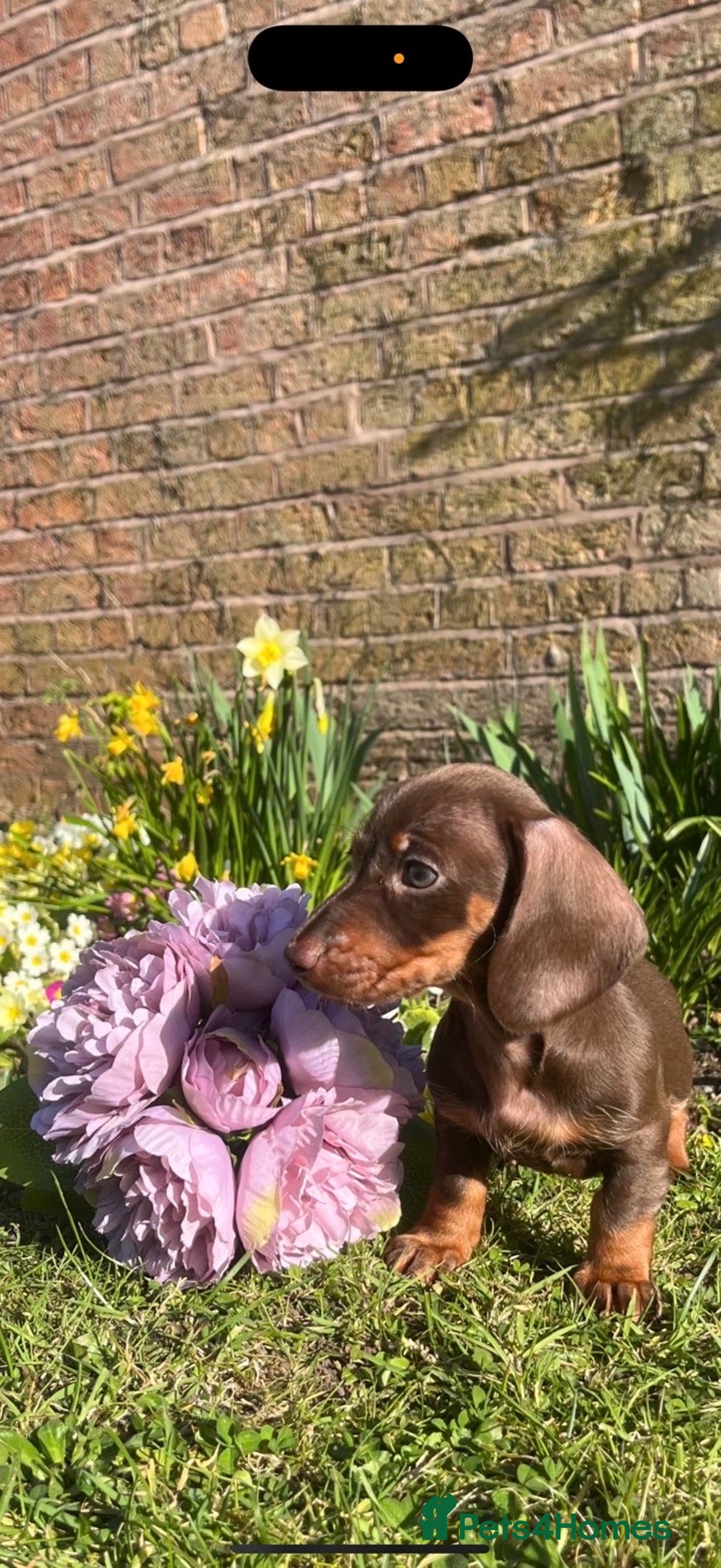 Miniature Dachshund dogs for sale: Miniature Choc tan female  - Advert 4