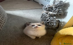 Persian cats for sale: Our cute adorable little female seal point  - Image 27