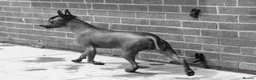 Mexican Hairless dogs for sale: NEW intermediate size. - Advert 3