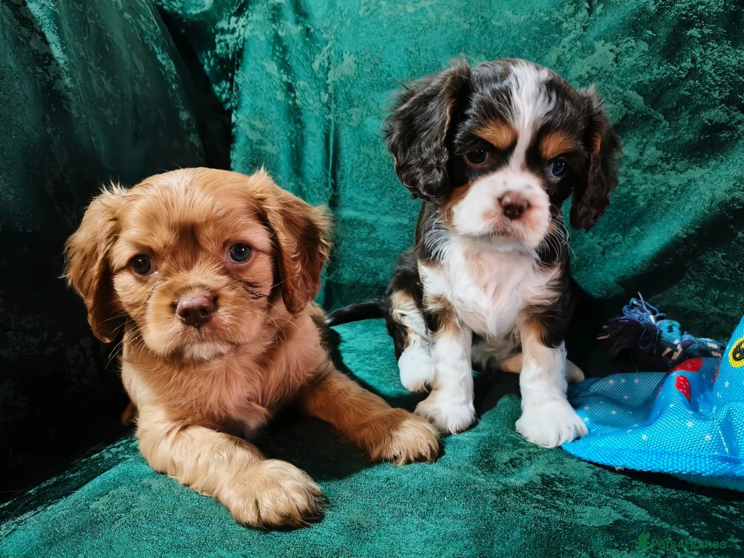 Cavalier King Charles Spaniel dogs for sale: 🤎 RKC registered Chocolate Cavaliers 🤎 - Advert 5
