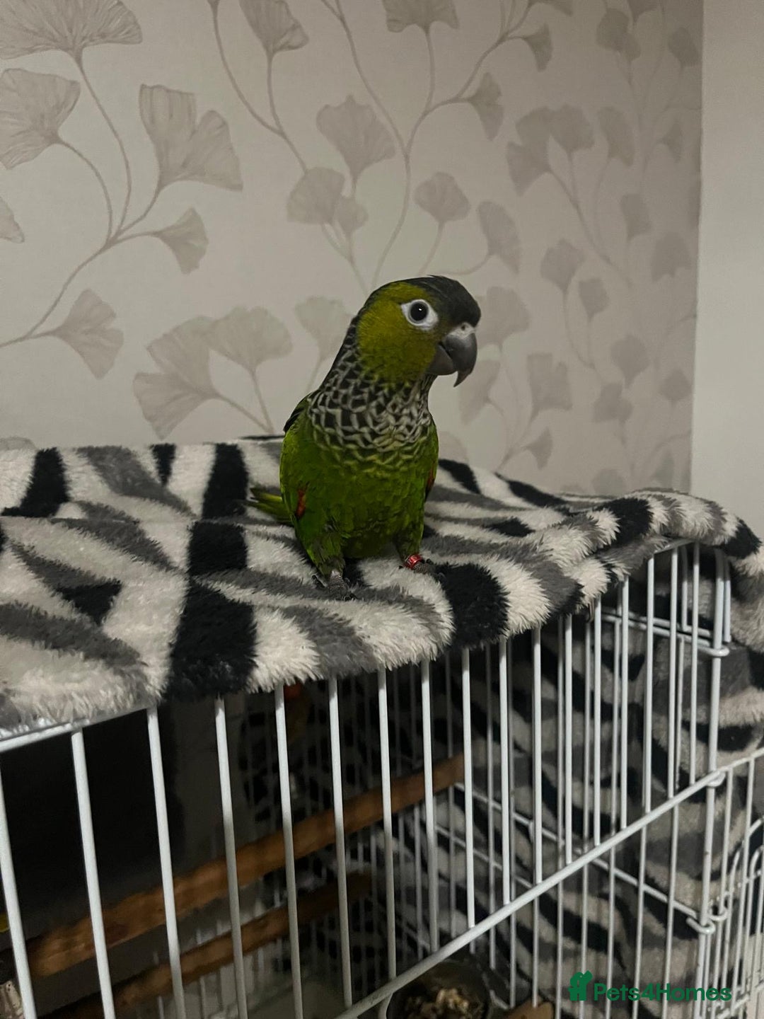 Conures birds for sale: Black cap conure handreared - Advert 1