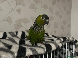 Conures birds Black cap conure handreared - Advert 2
