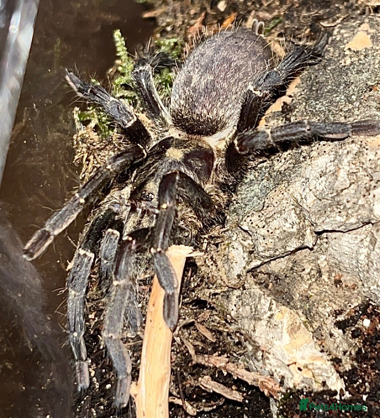 Tarantulas invertebrates 2 Old World Tarantulas - Advert 1