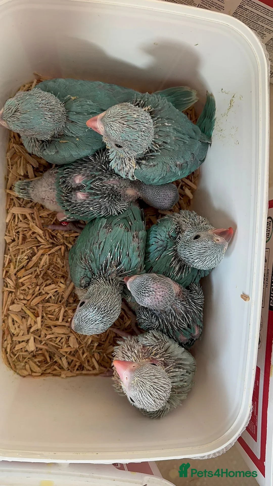 Ringnecks birds for sale: HAND REARED INDIAN RING NECK - Advert 5
