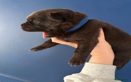 Mixed Breed dogs for sale: Chocolate Shepradors - Image 7