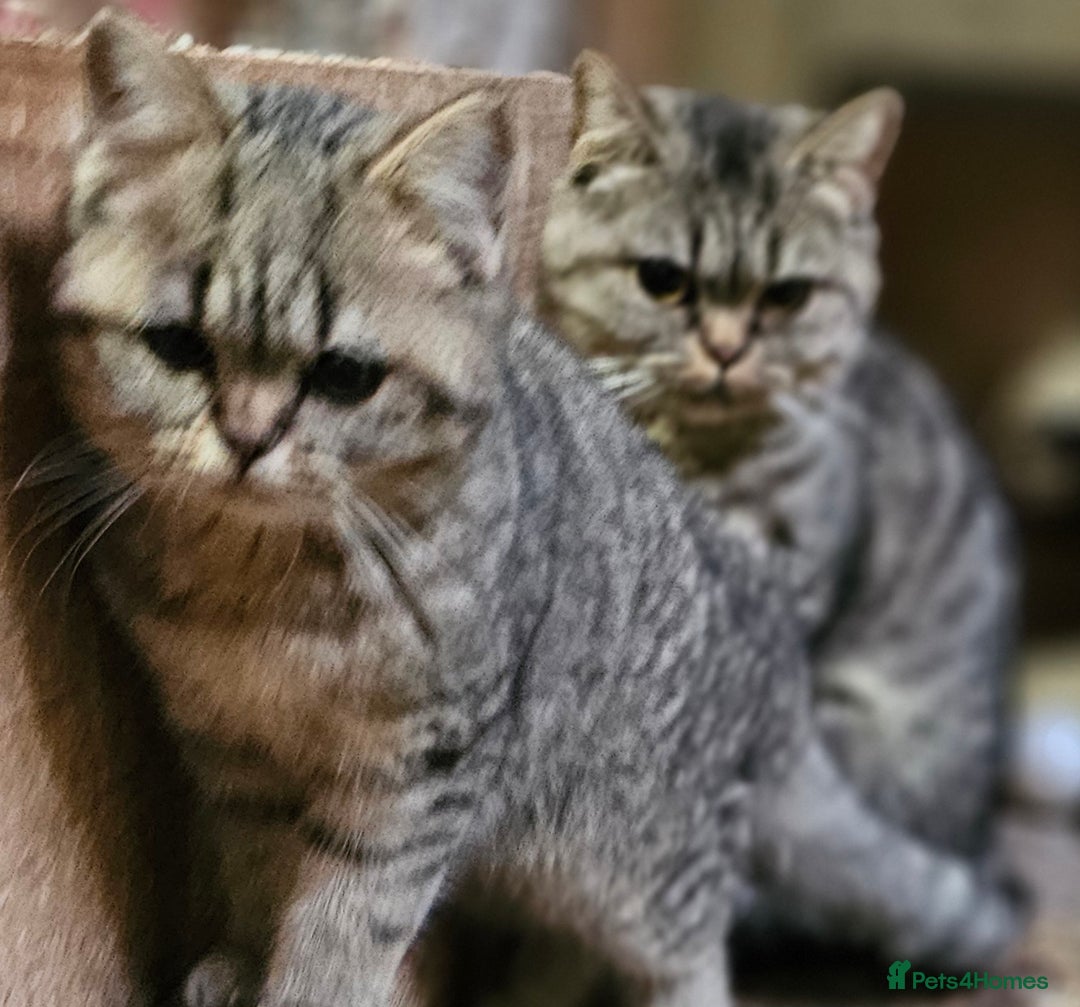 Mixed Breed cats for sale: Beautiful British Shorthair Tabby Female Kittens - Image 13