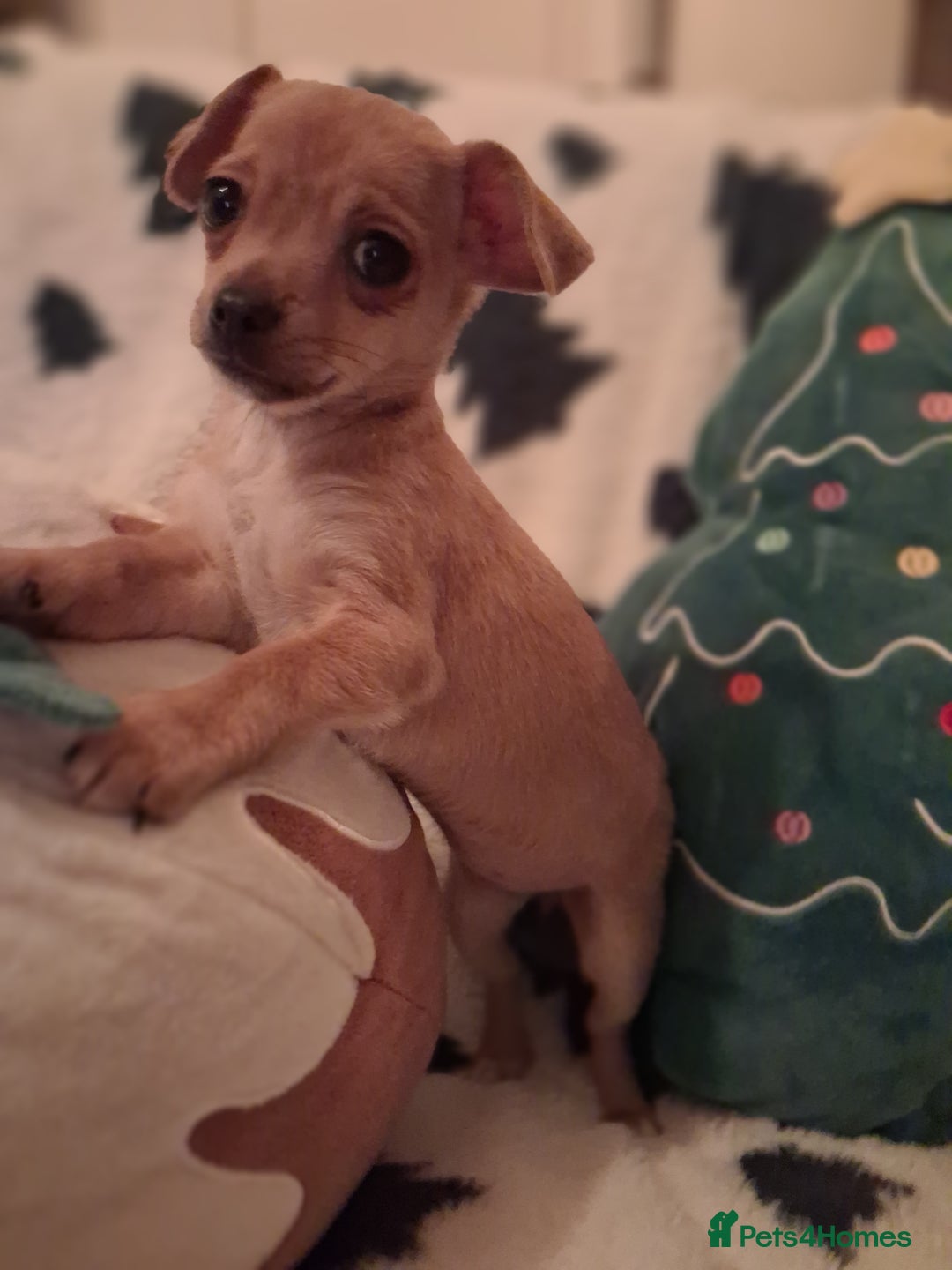 Mixed Breed dogs for sale: Sausage dog cross jackawawa puppies - Image 7