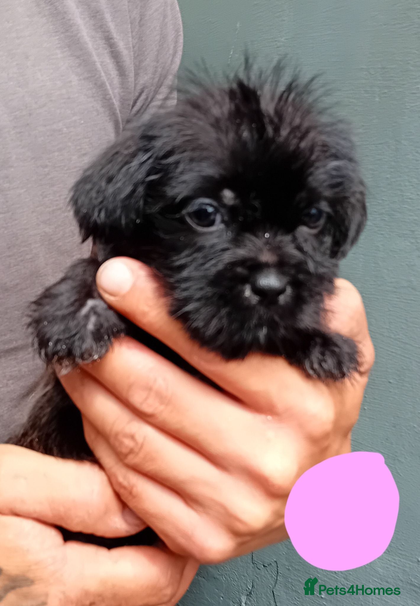 Shihpoo dogs The tiniest puppies available  - Advert 2