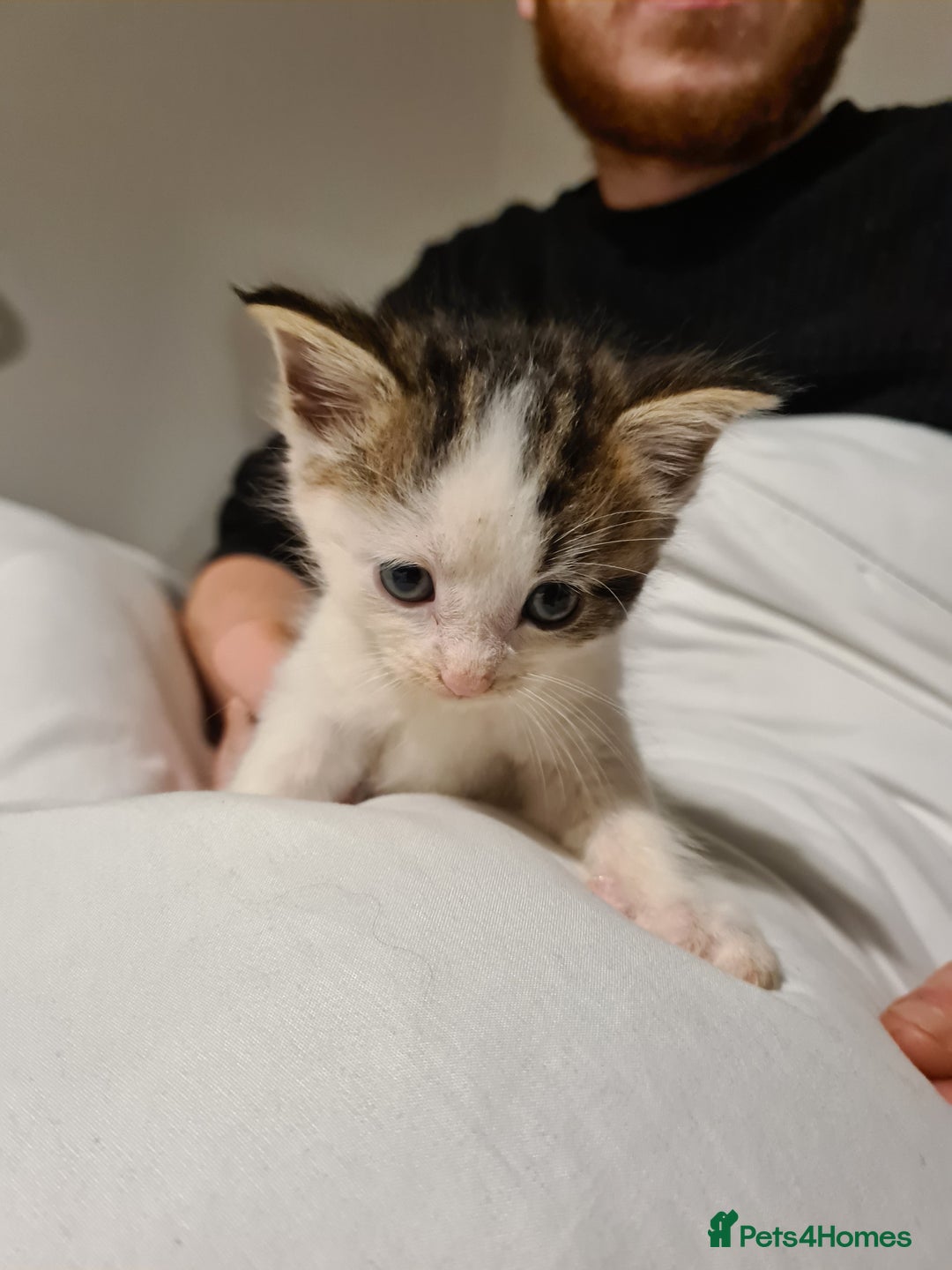 Mixed Breed cats for sale: Beautiful mixed kittens - Advert 3