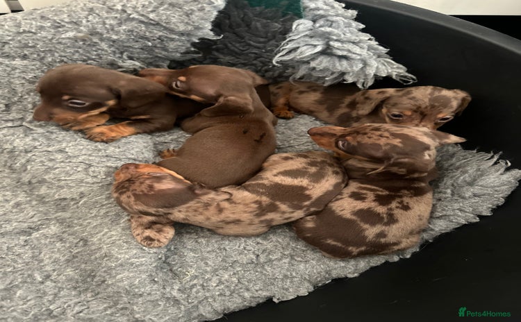 Miniature Dachshund dogs - Advert 2