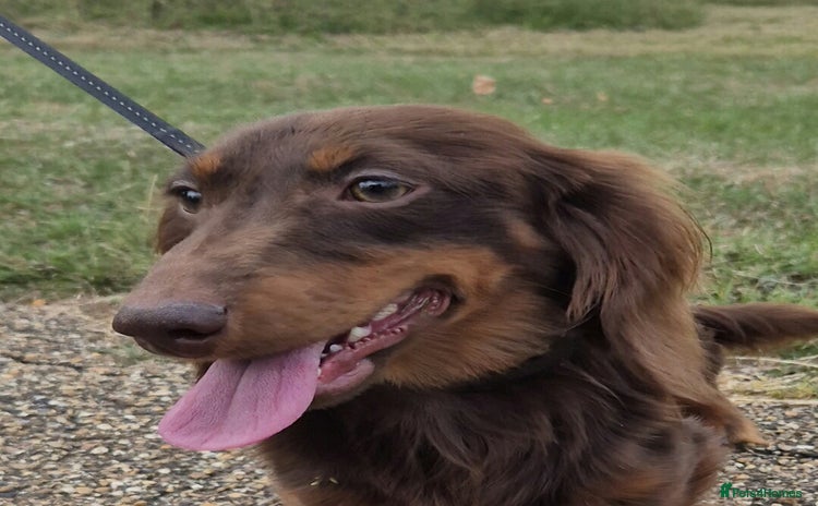 Miniature Dachshund dogs - Advert 7