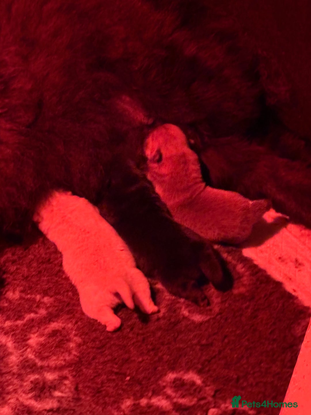 Chow Chow dogs for sale: Stunning chow chow puppies 🐻 - Advert 5