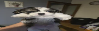 Shih Tzu Puppy 3