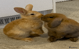 Mini Lop rabbits for sale: Ready now! Mini Lops - bonded brothers  - Image 4