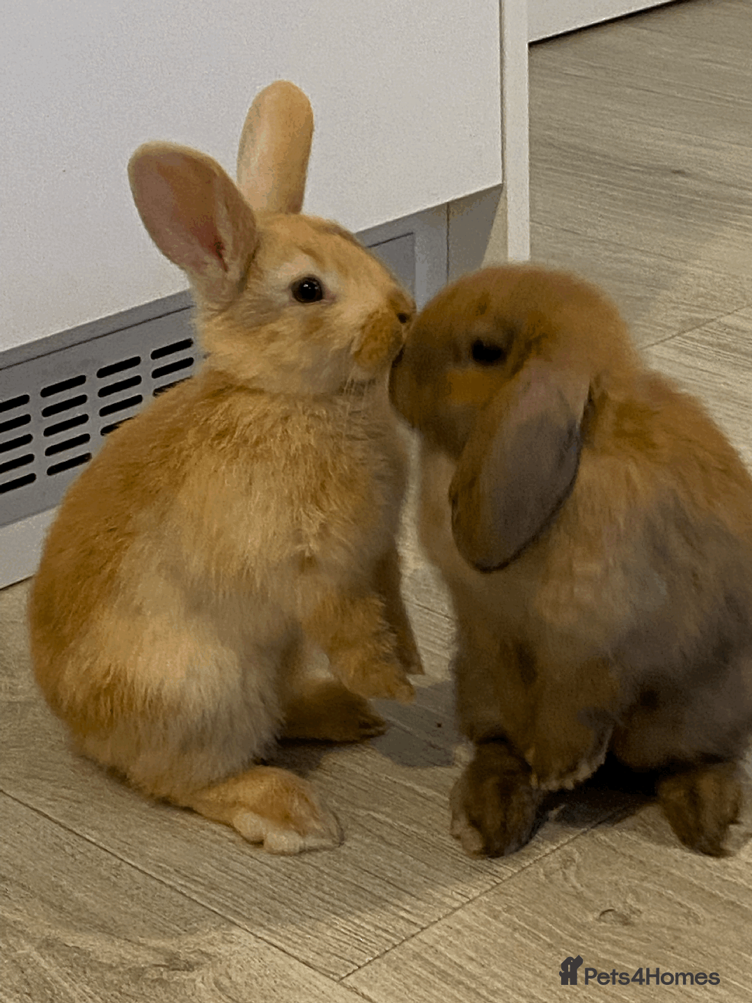 Mini Lop rabbits for sale: Ready now! Mini Lops - bonded brothers  - Image 4