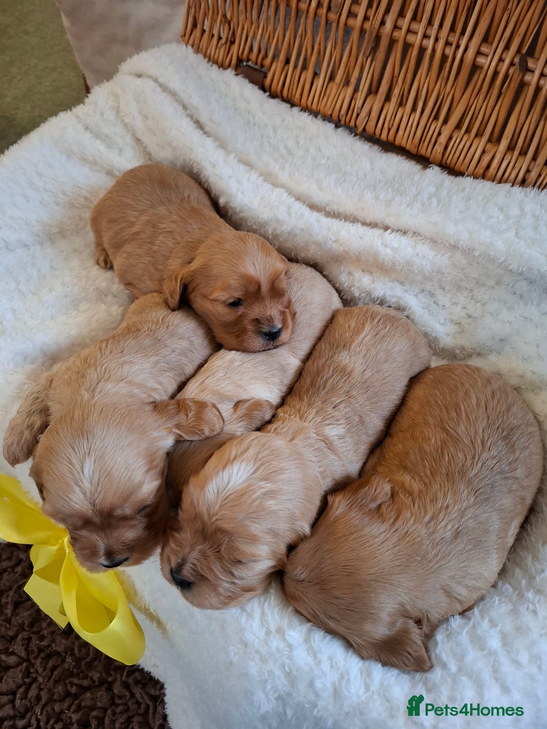 Cavapoo dogs for sale: Beautiful Cavapoo Puppies - Advert 6