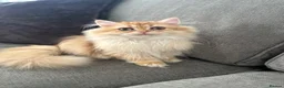 British Longhair cats for sale: Chocolate-Golden British BLH and BSH kittens  - Advert 7