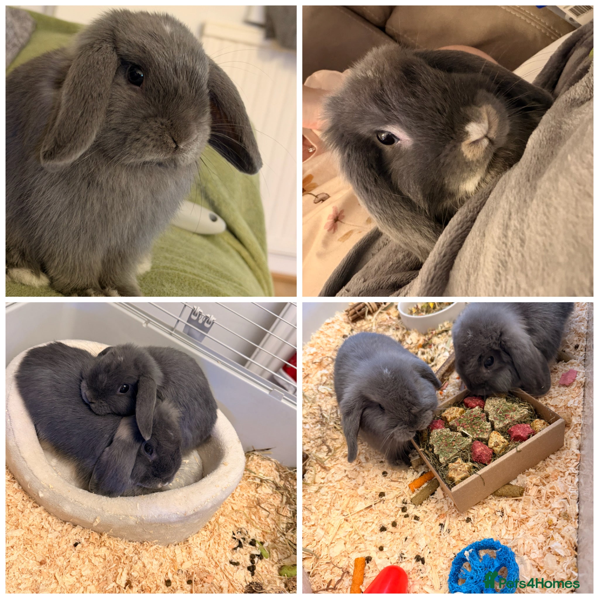 Dwarf Lop rabbits 2 male bonded pair rabbits  - Advert 2