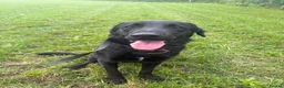 Sheprador dogs for sale: Rocky Rehoming x - Advert 2