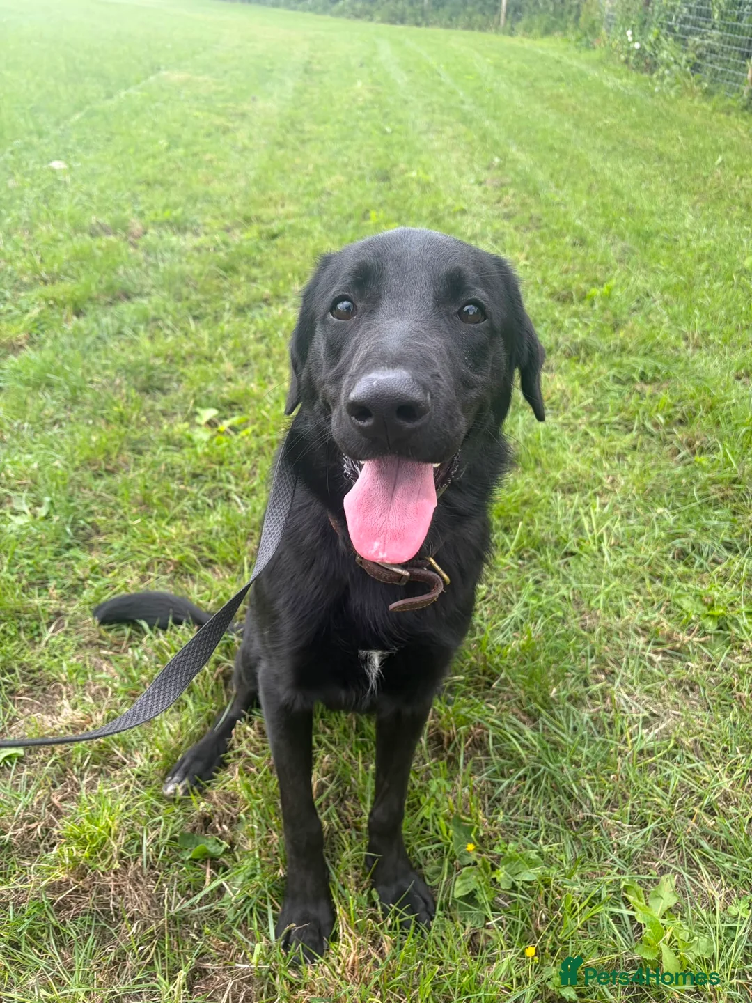 Sheprador dogs for sale: Rocky Rehoming x - Advert 2