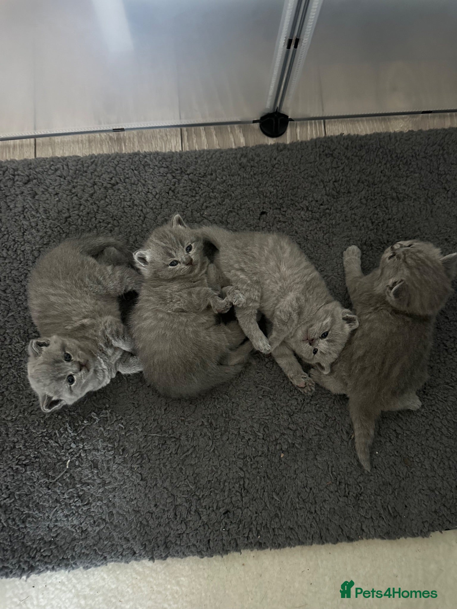British Shorthair cats 4 beautiful bsh chunky kittens for sale  - Advert 16