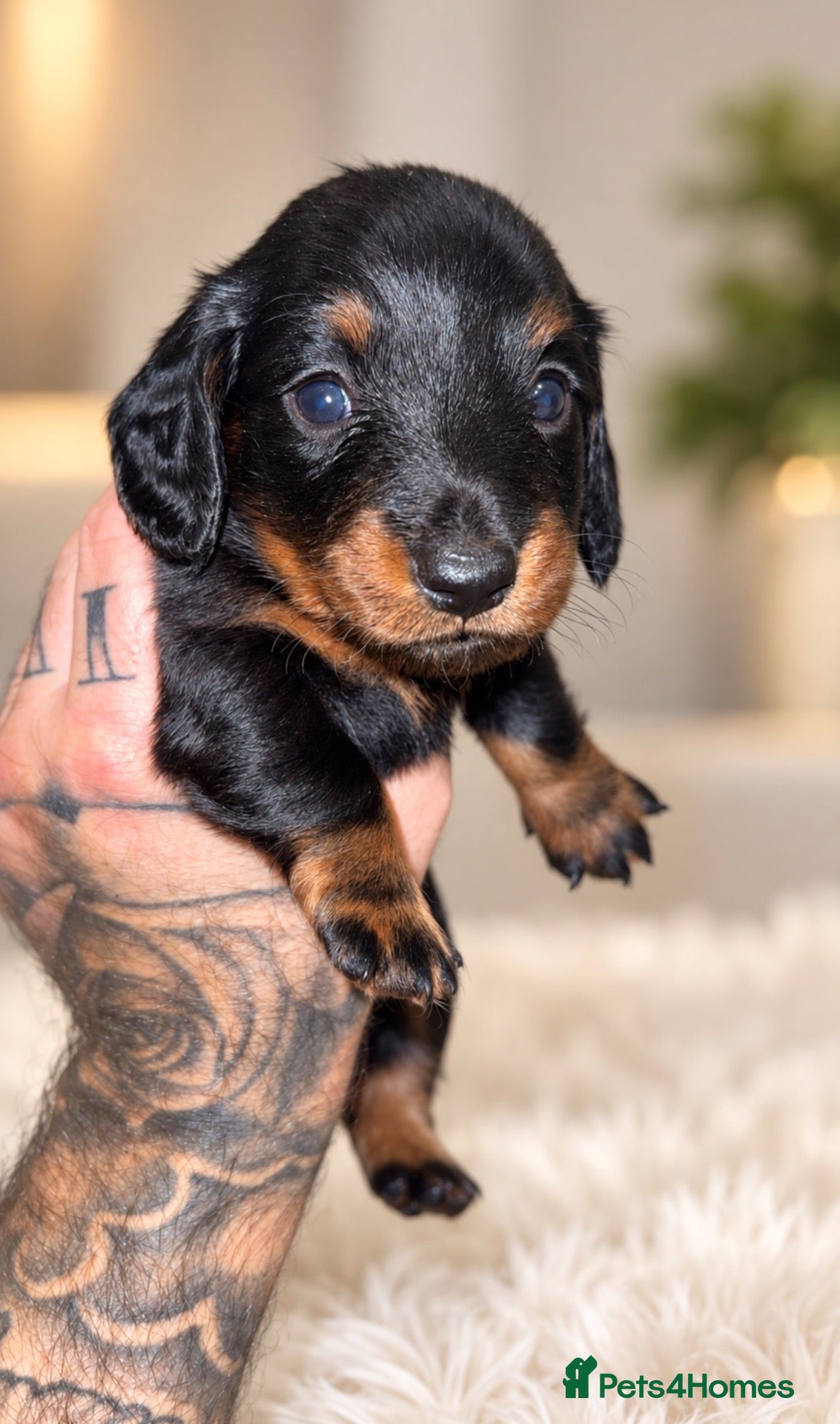 Miniature Dachshund dogs Long haired & Long haired carriers  - Advert 2