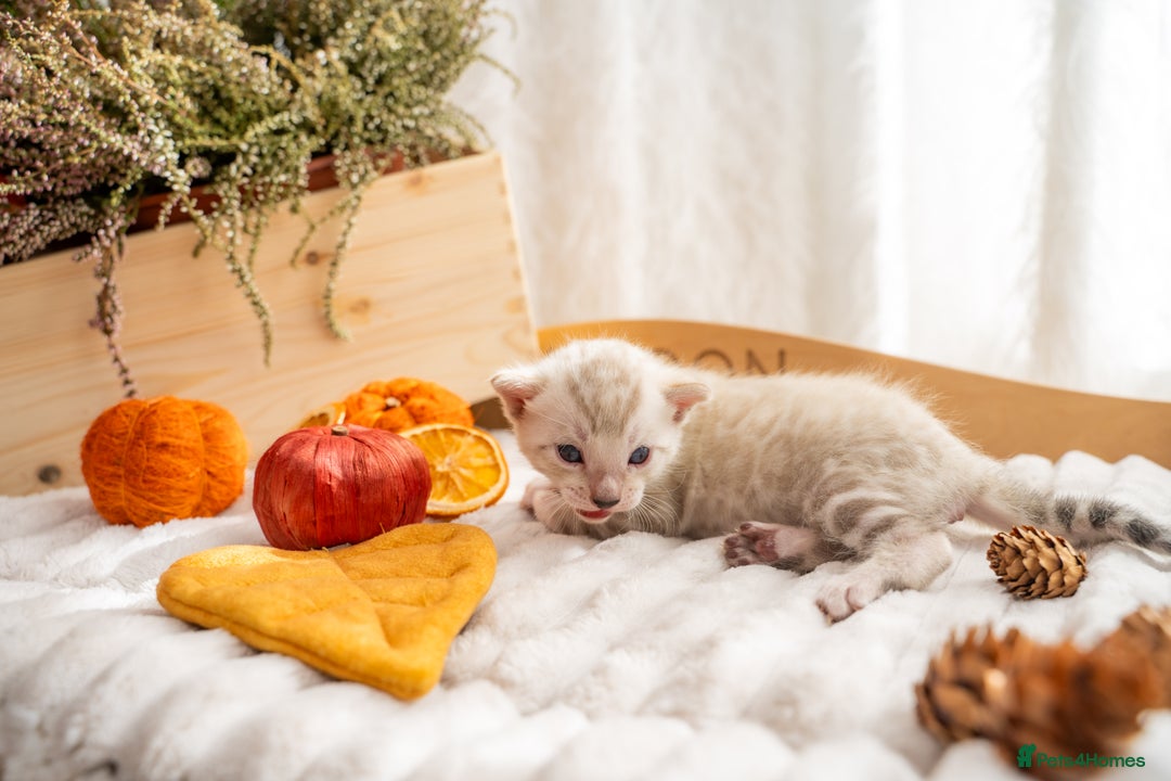 Bengal cats for sale: Pure Snow Bengals-TICA champions pedigree-Stunning - Image 4