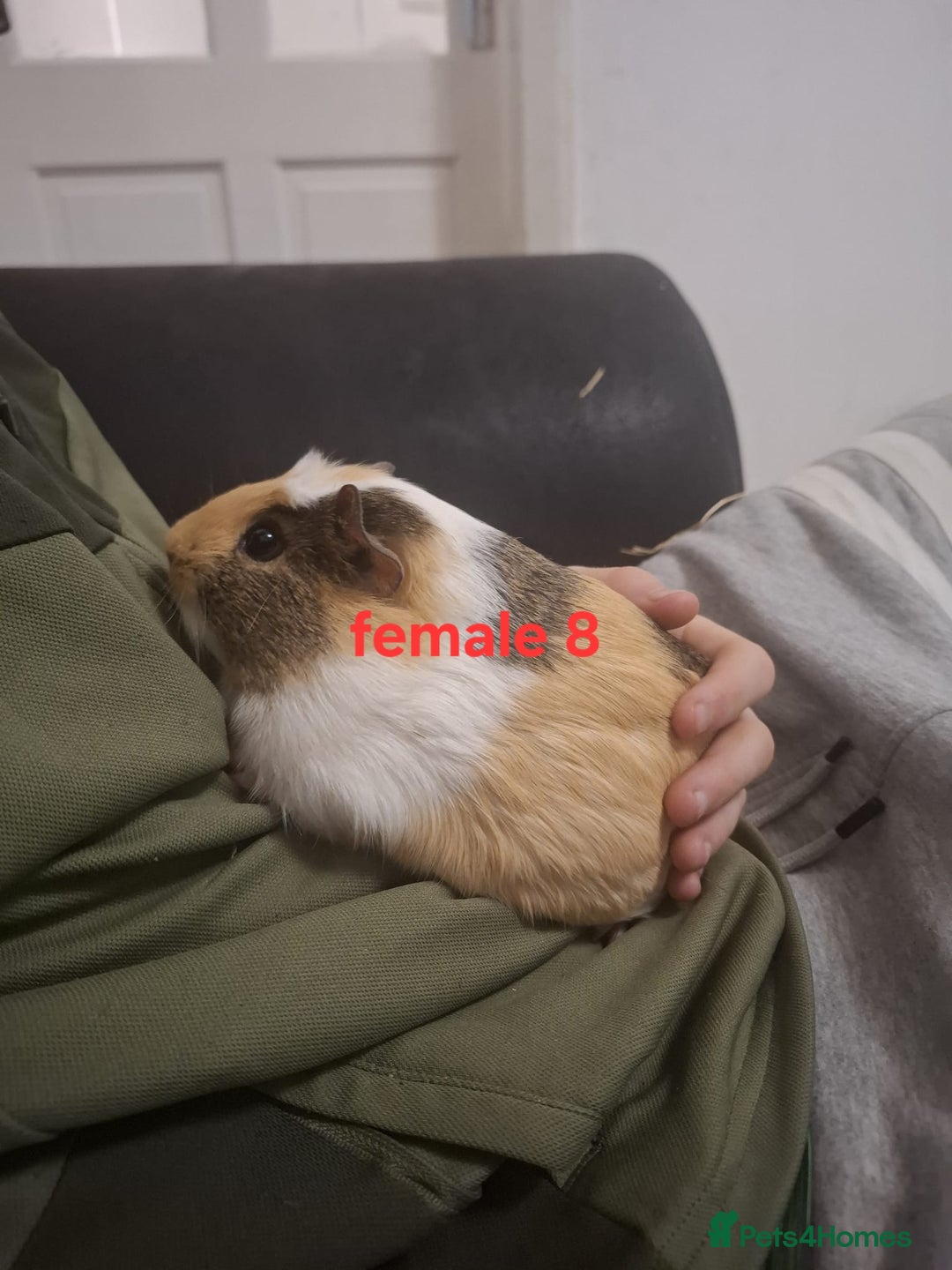 Guinea Pig rodents for sale: 13 guinea pigs mixed breed - Advert 31