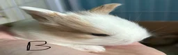 Mini Lion Lop rabbits for sale: 3 gorgeous mini lop X lion head bunny’s for sale.  - Advert 3