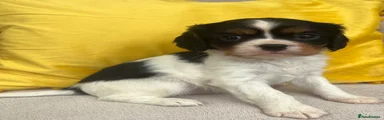 Cavalier King Charles Spaniel Puppy 2