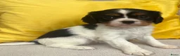 Cavalier King Charles Spaniel dogs for sale: Stunning Cavalier King Charles puppies  - Advert 4