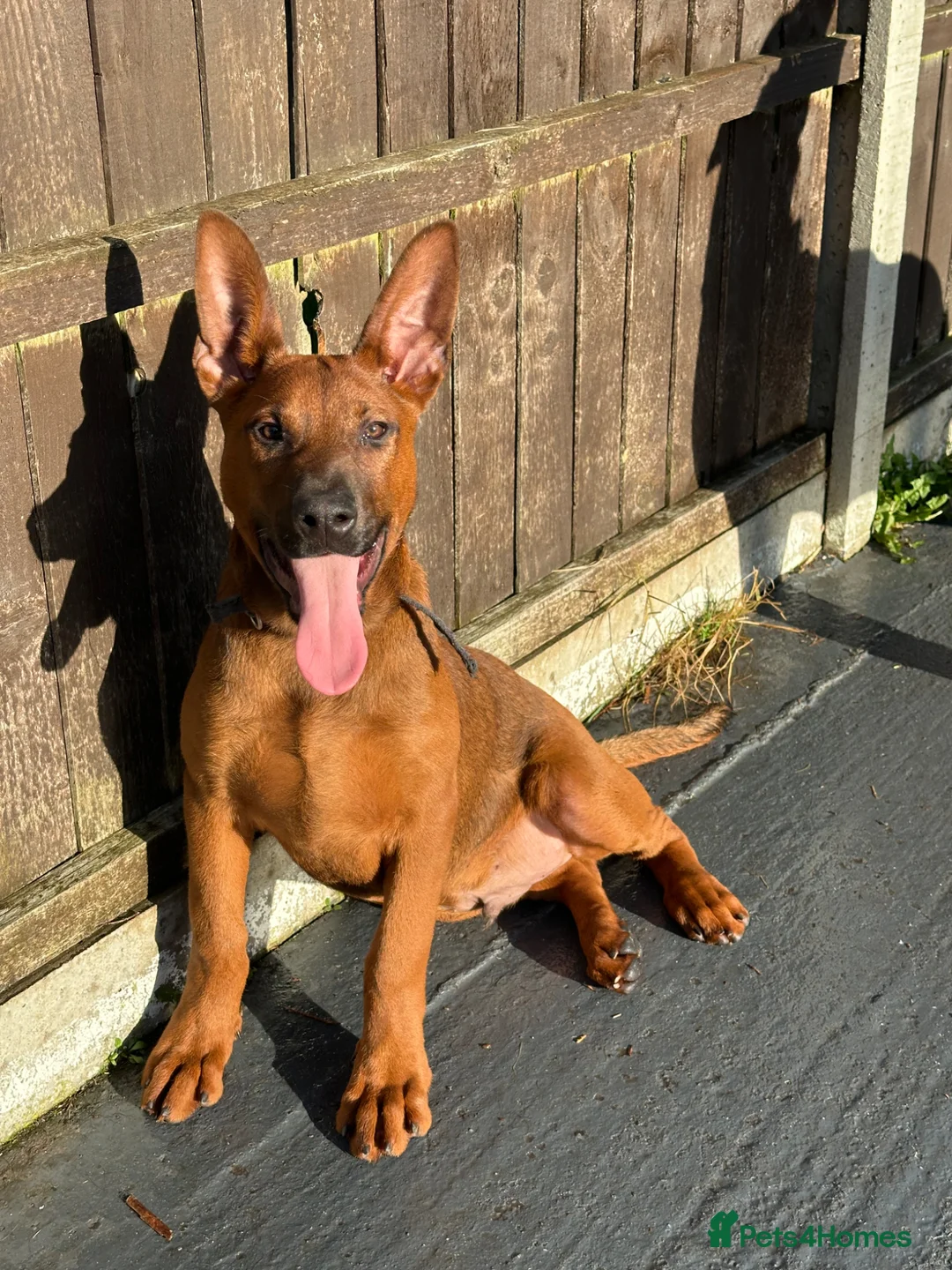 Mixed Breed dogs for sale: Buddy  - Advert 2